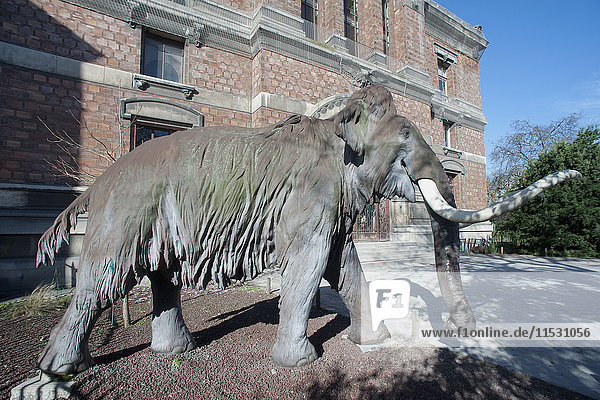 France. Paris 5th district. Jardin des plantes (Garden of Plants) The mammoth in front of the gallery of anatomy and paleontology