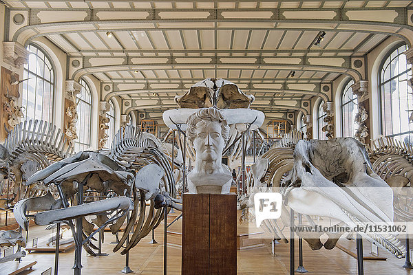 Frankreich. Paris  5. Bezirk. Der Jardin des plantes (Garten der Pflanzen). Die Galerie der Anatomie. Cetacea-Skelette