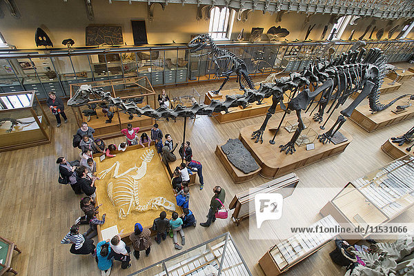 France. Paris 5th district. The Jardin des plantes (Garden of Plants). The Gallery of Paleontology. Group of children around a Tarbosaurus Battar skeleton. Above: Diplodocus skeleton