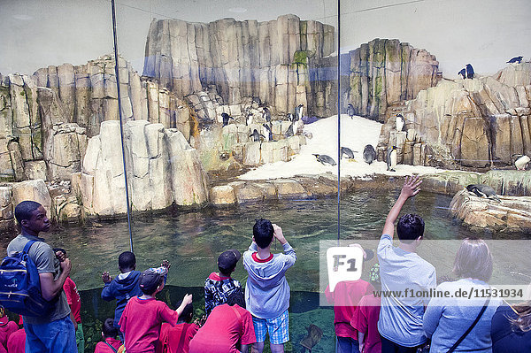 Canada. Province of Quebec. Montreal. District Hochelega-Maisonneuve (HoMa). The Biodome (zoo).The king penguins