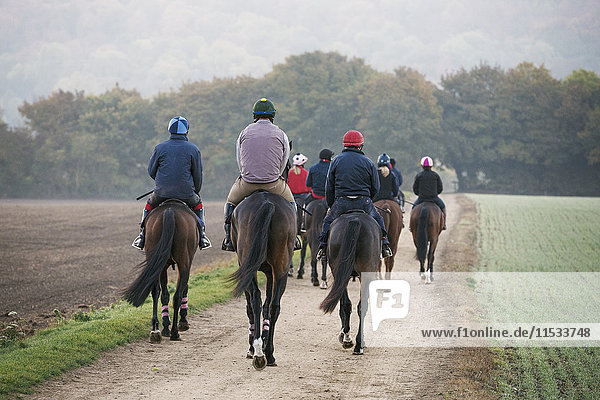 Rear view of a group of riders on thoroughbred horses riding along a path. Racehorses in training. Routine exercise.