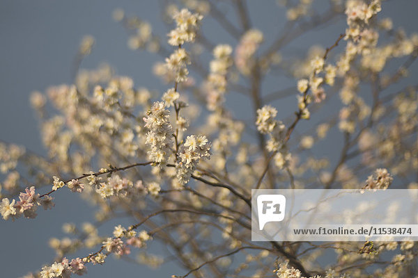 Winterkirsche  Prunus subhirtella  Blüten  blühend