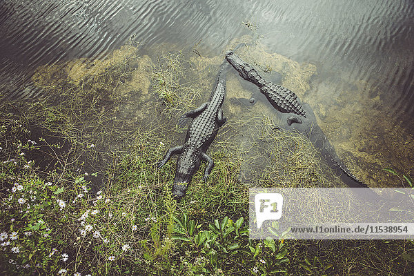 USA  Florida  Everglades  Alligatoren