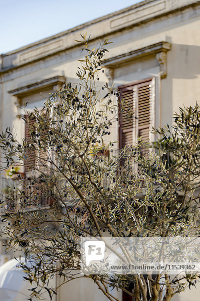 Italien  Sizilien  Olivenbaum  Haus im Hintergrund