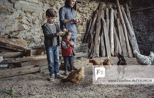 Frau und ihre Kinder füttern Hühner mit grünen Trauben auf einem Bauernhof.