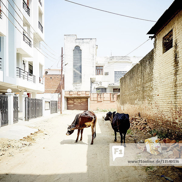 Indien  Uttar Pradesh  Varanasi  Kühe auf der Straße
