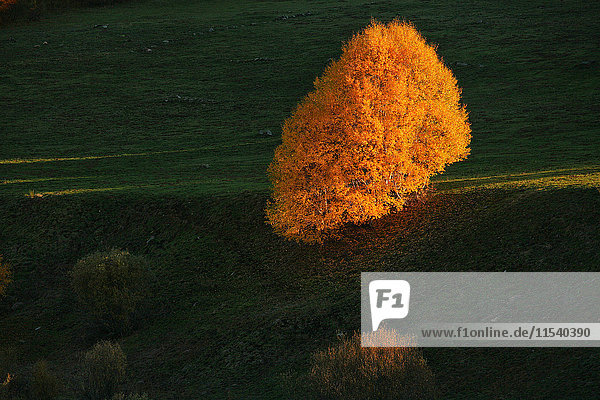Spanien  Asturien  Herbstbaum im Naturpark Fuentes del Narcea  Degana und Ibias