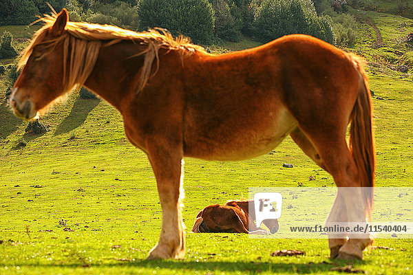 Spanien Asturien zwei Pferde im Naturpark Redes