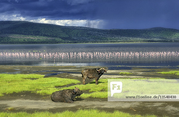 Kenia  Lake Nakuru Nationalpark  zwei Kap-Büffel vor dem Lake Nakuru