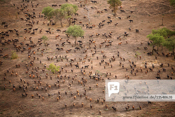 Tschad  Zakouma Nationalpark  Luftaufnahme der Herde afrikanischer Büffel  unterwegs