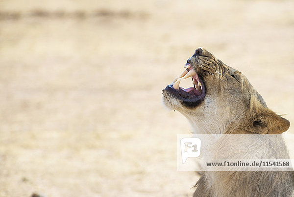 Namibia  Etosha Nationalpark  brüllender junger Löwe