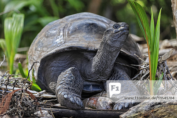 Seychellen  Praslin  Curieuse Island  Aldabra Riesenschildkröte