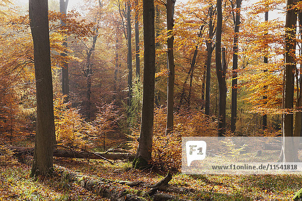 Deutschland  Rheinland-Pfalz  Dunst und Sonne im herbstlichen Pfälzer Wald
