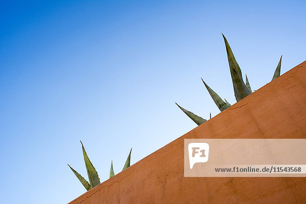 Kaktus  blauer Himmel und Dachterrasse