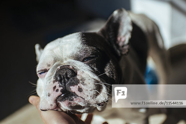 Porträt der französischen Bulldogge beim Streicheln durch seinen Besitzer