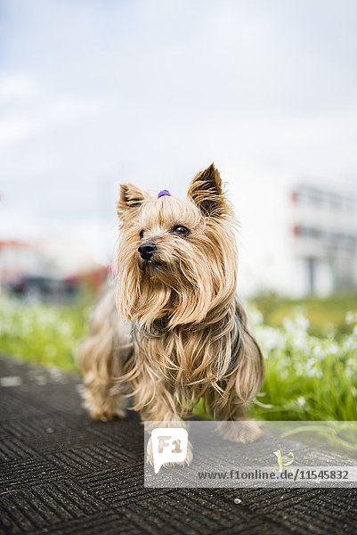 Porträt eines Yorkshire Terriers