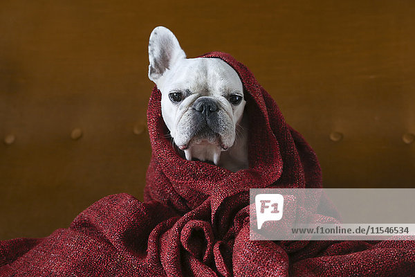 Porträt der französischen Bulldogge in roter Decke verpackt
