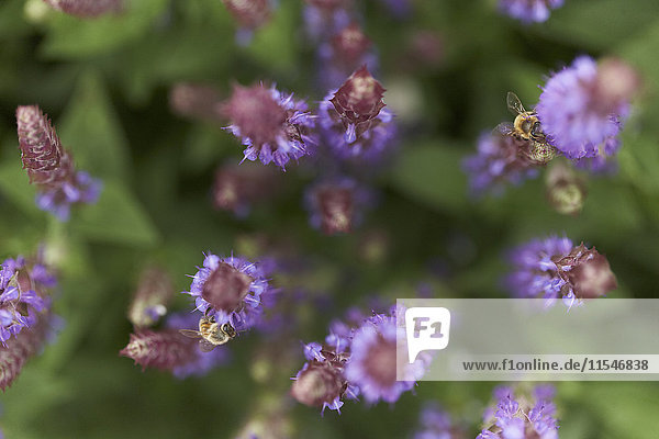 Zwei Bienen auf Lavendelblüten