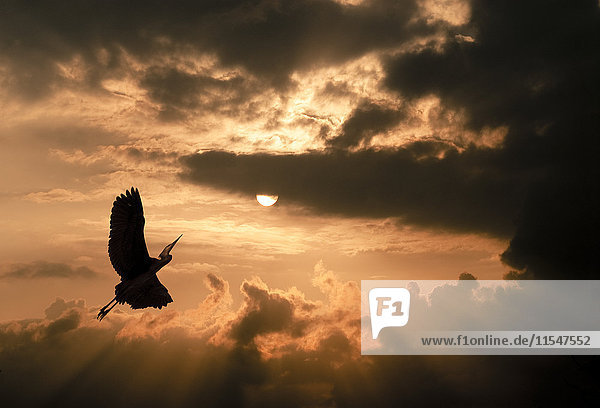 Kranich bei Sonnenuntergang dramatische Wolkenatmosphäre