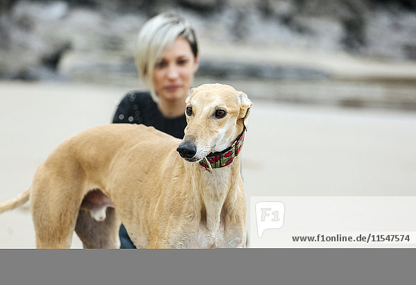 Spain  Llanes  portrait of greyhound on the beach with owner in the background
