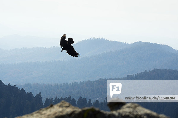 USA  Kalifornien  Adler fliegen über den Yosimite Nationalpark
