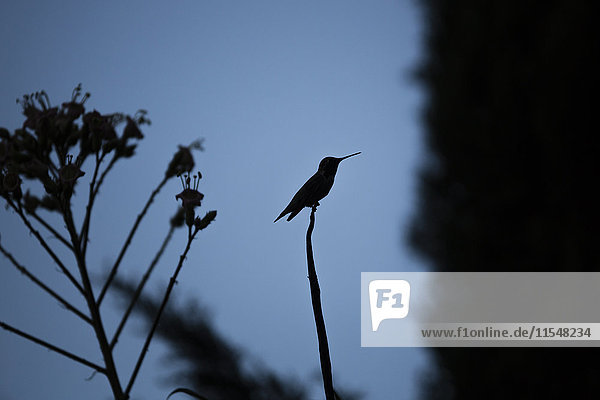 USA  Sacramento  Silhouette eines Kolibris