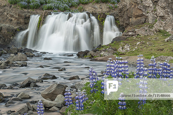 Island  Lupinen vor dem Wasserfall