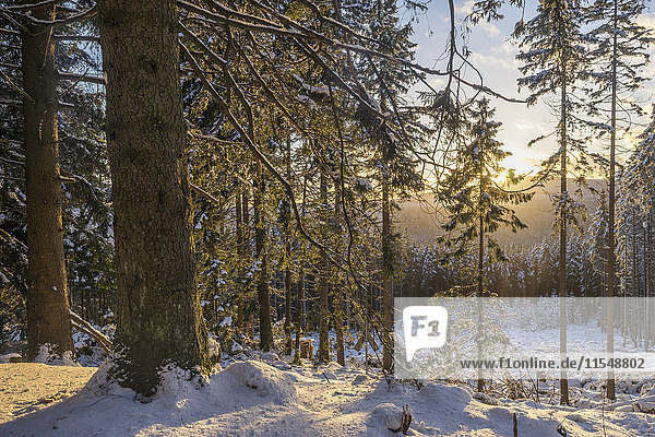 Deutschland  Nationalpark Harz  Wald im Winter