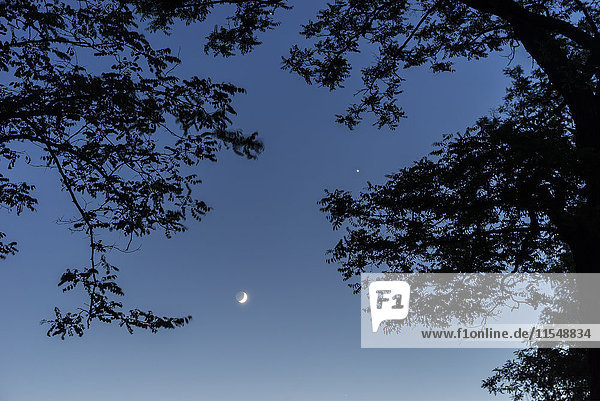 Silhouette von Bäumen  Mond und Venus