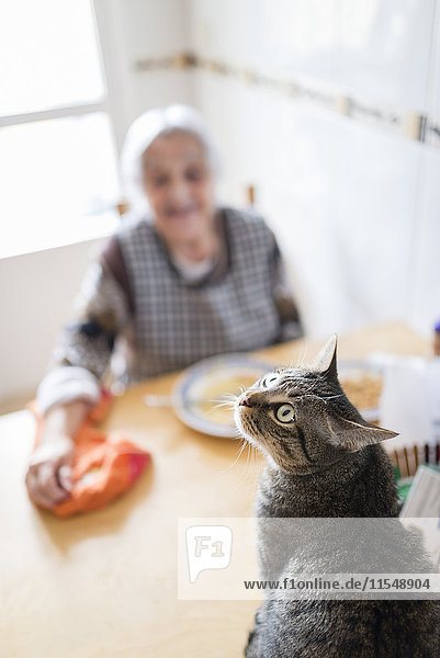 Porträt einer Katze mit Seniorin im Hintergrund