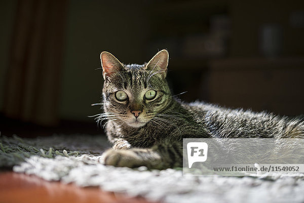 Porträt einer Katze  die zu Hause auf einem Teppich liegt.