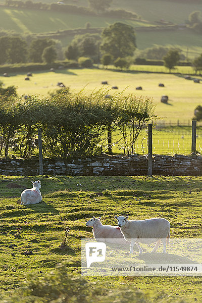 UK  Wales  Brecon und Beacons Nationalpark  Schafe auf grüner Weide