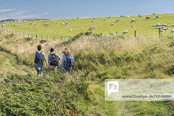 UK  Wales  Wandern im Pembrokeshire Coast National Park mit Schafen im Hintergrund