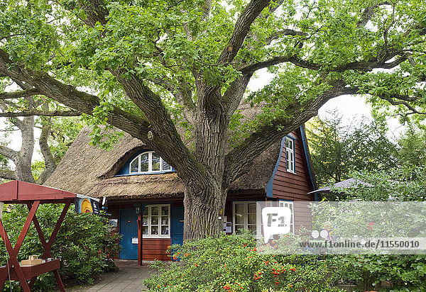 Deutschland Fischland-Darss-Zingst alte Eiche und Darss Museum