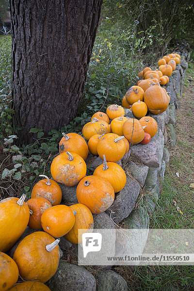Row of pumpkins on a stone wall