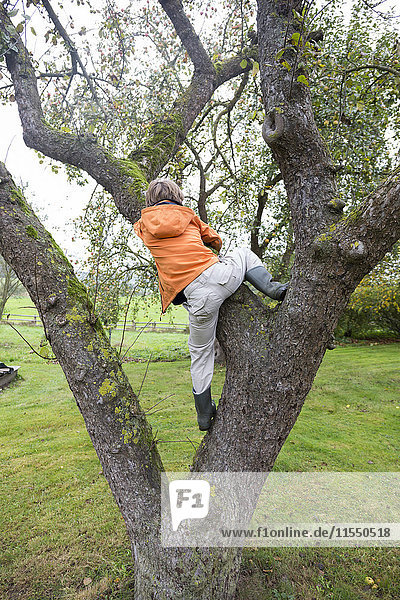 Junge klettert auf einen Baum