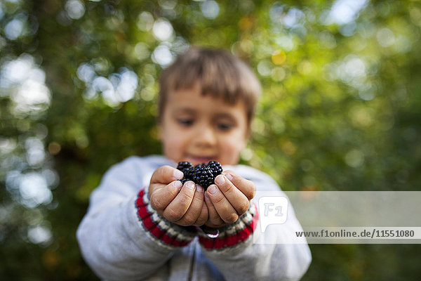 Hands of little boy holding blackberries