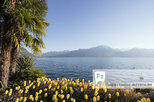 Spring tulips  Lake Geneva (Lac Leman)  Montreux  Vaud  Switzerland  Europe