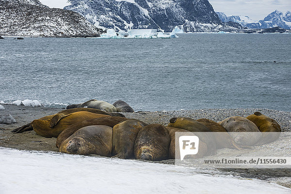 Southern elephant seal colony (Mirounga leonina)  Coronation Island  South Orkney Islands  Antarctica  Polar Regions