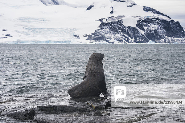 Antarctic fur seals (Arctocephalus gazella) colony  Coronation Island  South Orkney Islands  Antarctica  Polar Regions