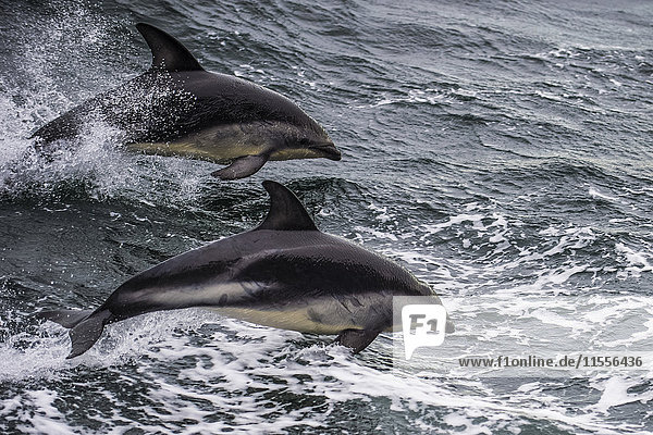 Dusky dolphin (Lagenorhynchus obscurus) jumping Beagle Channel Tierra del Fuego Argentina South America