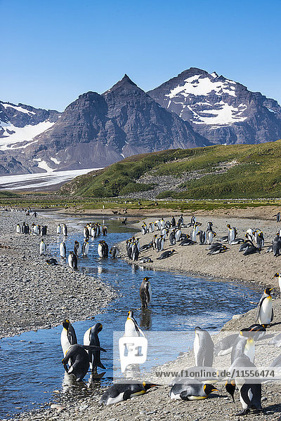 Königspinguine (Aptenodytes patagonicus) in schöner Landschaft  Salisbury Plain  Südgeorgien  Antarktis  Polarregionen