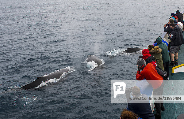 Touristen beobachten Buckelwale (Megaptera novaeangliae)  Südliche Sandwichinseln  Antarktis