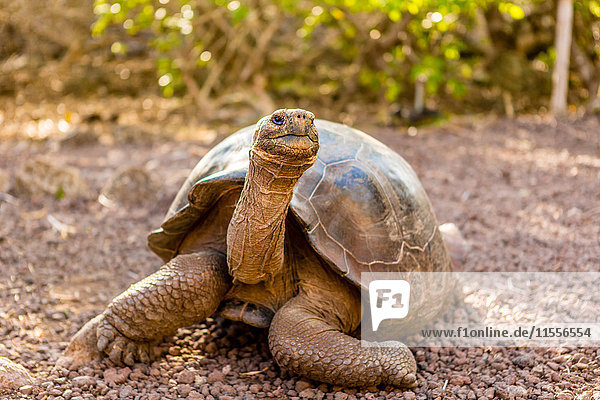 Land Tortoise on Epanola Island  Galapagos Islands  Ecuador  South America
