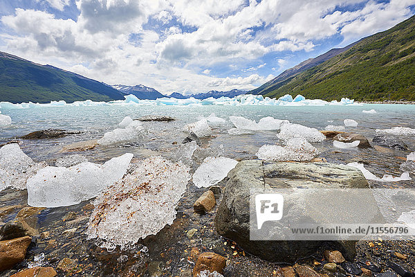 Blocks of ice float in one of the affluents of Lago Argentino  next to Perito Moreno Glacier  and wash ashore by the rocks  Los Glaciares National Park  UNESCO World Heritage Site  Patagonia  Argentina  South America