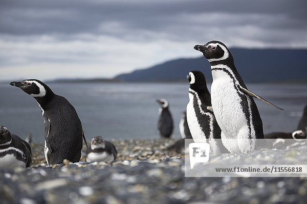 A magellanic penguin on Martillo Island Tierra del Fuego Argentina South America