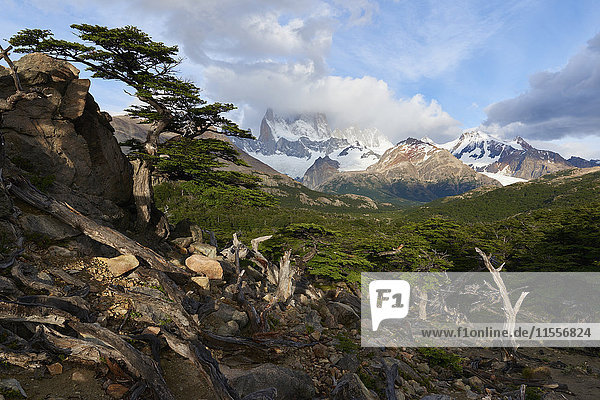 Weitwinkel-Landschaft mit dem Monte Fitz Roy im Hintergrund und einem Baum im Vordergrund  Patagonien  Argentinien  Südamerika