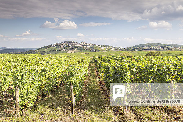 Die Weinberge von Sancerre  bekannt für seine feinen Weine aus Rebsorten wie Pinot Noir und Sauvignon Blanc  Frankreich  Europa
