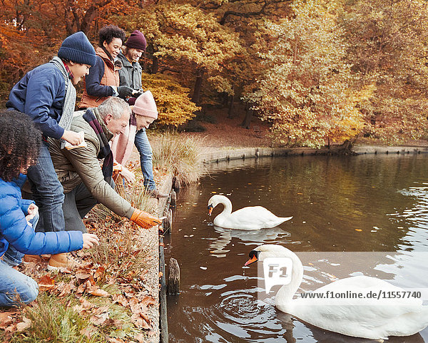 Mehrgenerationen-Familienfütterungsschwäne am Teich im Herbstpark