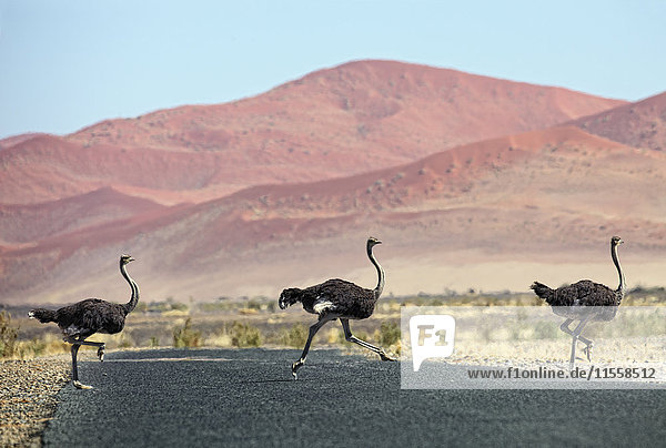 Namibia  Etosha Nationalpark  drei wilde männliche Strauße überqueren eine Straße